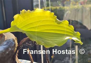 Hosta Chris' Yellow Ruffles